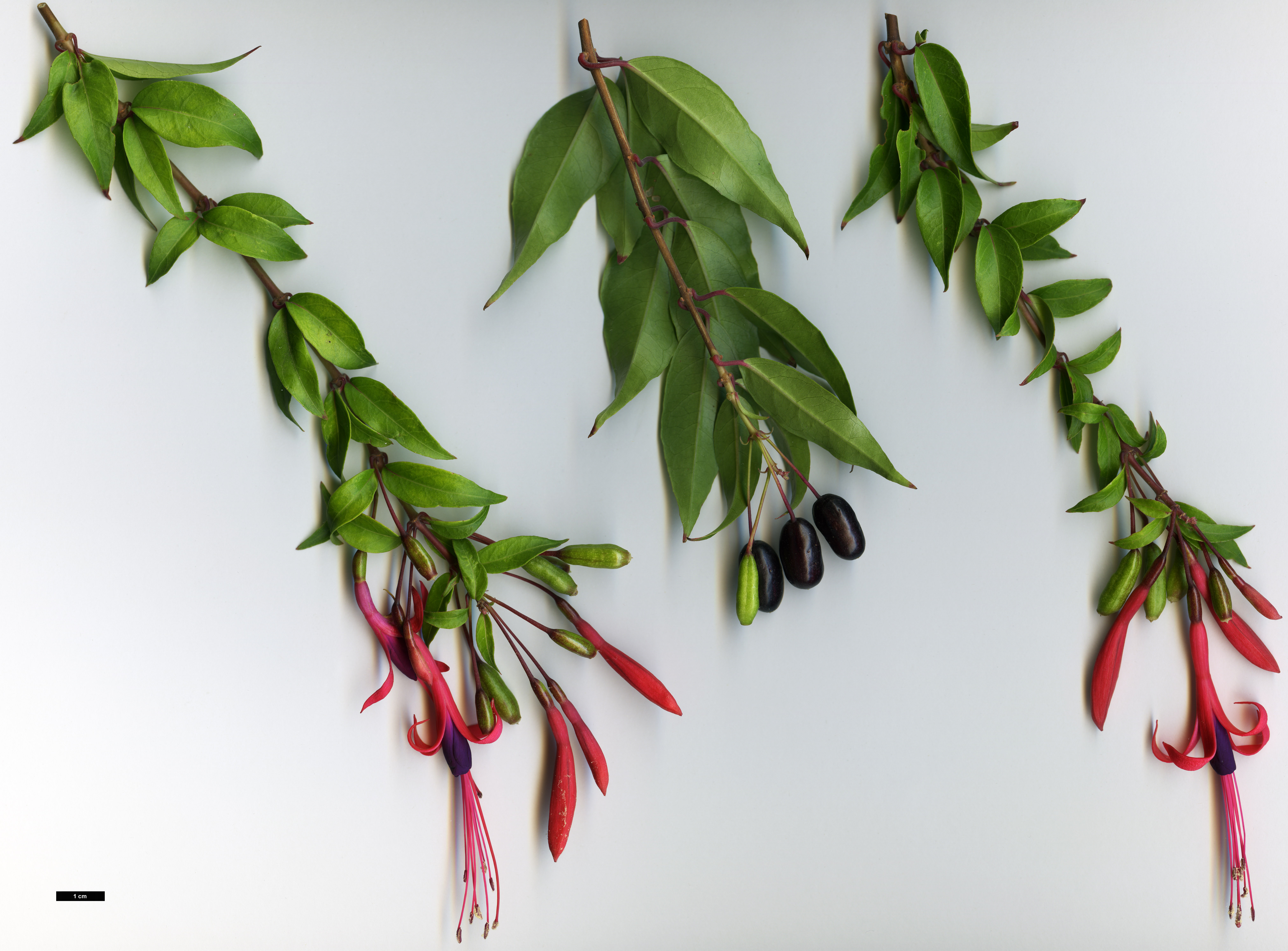 High resolution image: Family: Onagraceae - Genus: Fuchsia - Taxon: regia - SpeciesSub: subsp. serrae